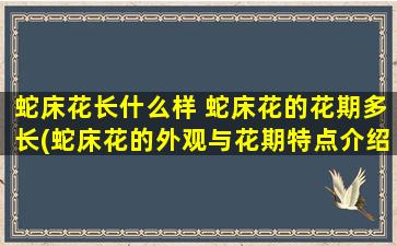 蛇床花长什么样 蛇床花的花期多长(蛇床花的外观与花期特点介绍，让你认识这美丽的花卉)